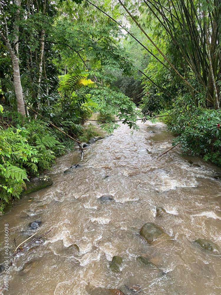 Obraz premium Stream in the forest