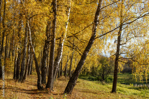 Bright yellow birch trees among the autumn landscape, golden autumn