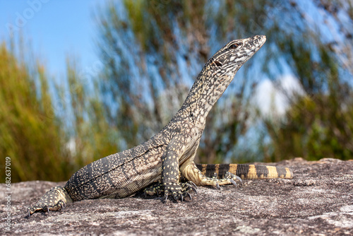 Fotografia Australian Heath or Rosenberg's Monitor Lizard basking outside it's sandstone ro