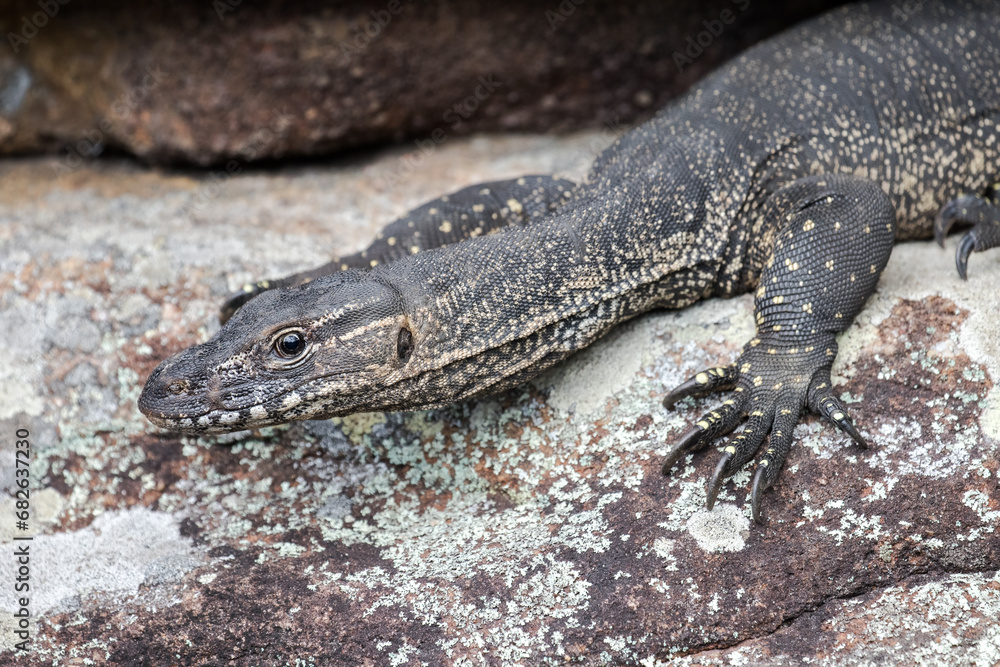 Naklejka premium Australian Heath or Rosenberg's Monitor Lizard