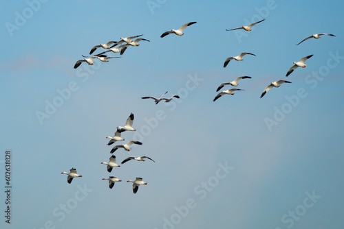 Snow Geese Circling in Preparation for Landing © Jeff Huth
