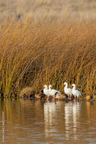 Snow Geese Resting on McNary National Wildlife Refuge photo