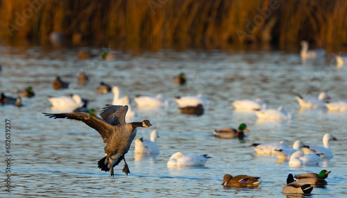 Canada Goose Lands at McNary NWR photo