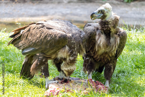 Couple of Cinereous vulture, aegypius monachus, is feeding on a carrion photo