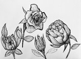 Four roses hand drawn with black ink on paper,art design