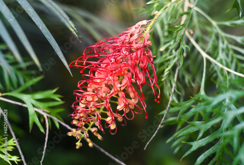 Grevillea Mason's Hybrid also named as Kentlyn and Ned Kelly close up photo