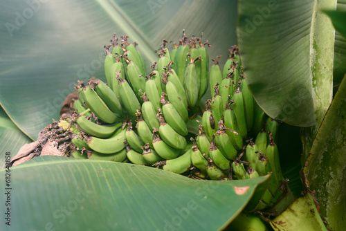 Bananas Musa mannii H. Wendl. ex Baker photo