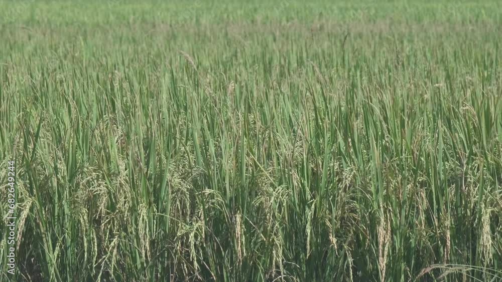 The beautiful green Asian rice fluttering by the wind in agriculture field plantation, abundant grain products for fresh organic foods, glow for harvest, cultivated land, natural background texture. The beautiful green Asian rice fluttering by the wind in agriculture field plantation, abundant grain products for fresh organic foods, glow for harvest, cultivated land, natural background texture.