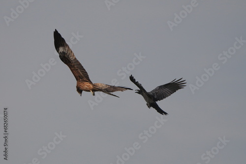 black kite and crow is fighting