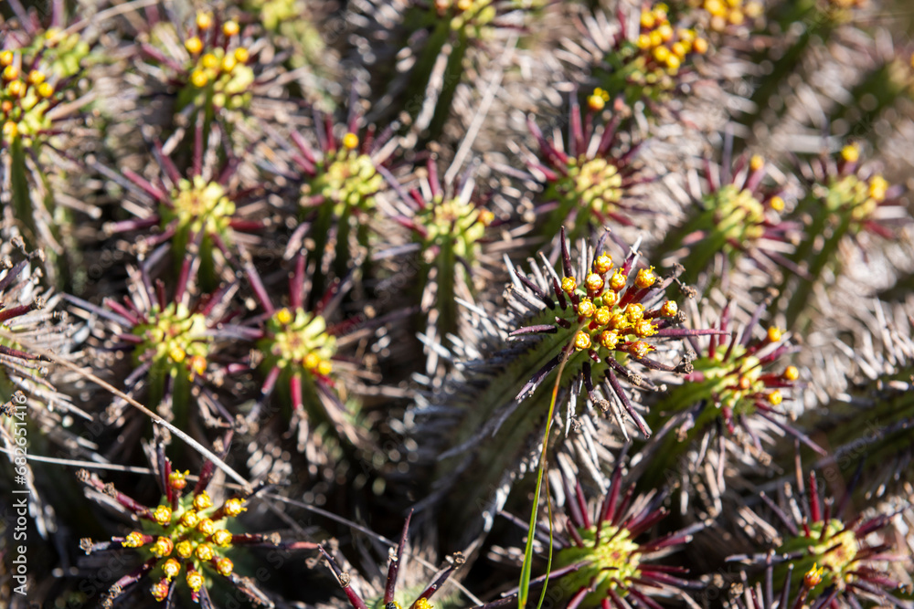 spiny euphorbia or spiny cactus spiny euphorbia or spiny cactus