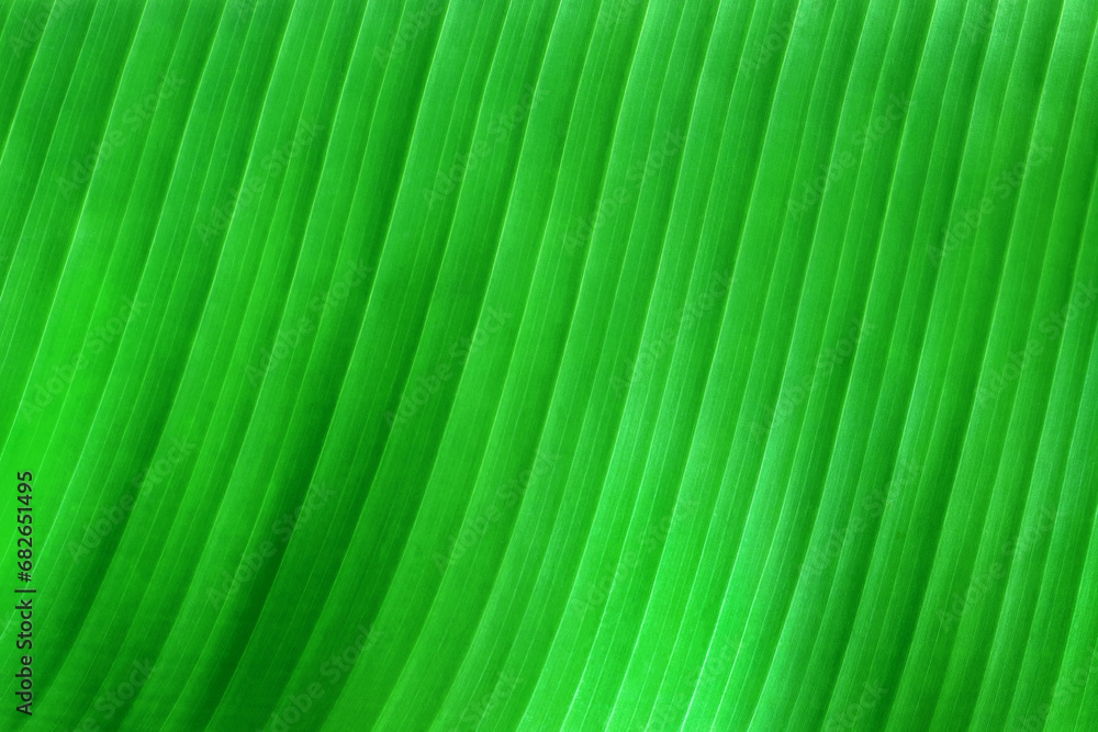 Green banana leaf texture for background and design art work. Green banana leaf texture for background and design art work.