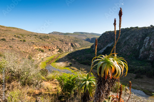 Gouritz river valley with aloes, Klein Karoo South Africa  photo