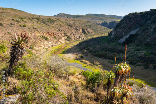 Gouritz river valley with aloes, Klein Karoo South Africa  photo