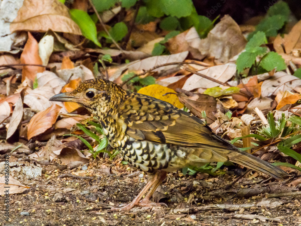 Bassian Thrush in Queensland Australia Bassian Thrush in Queensland Australia