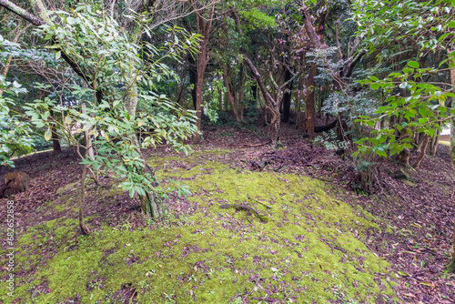 Yamashirohofun (Yamashiro rectangular kofun tomb), a national historic site, in Matsue City, Shimane Prefecture, Japan photo