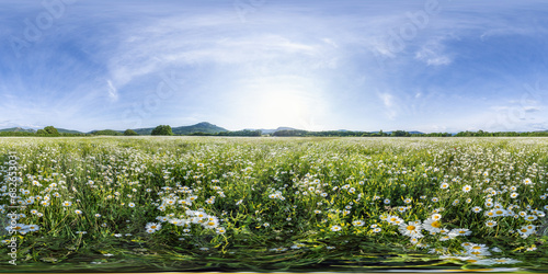 Fototapeta Naklejka Na Ścianę i Meble -  Chamomile field panorama. White daisy flowers in large field of lush green grass at sunset. 360 seamless spherical panorama. Chamomile flowers field. Nature, flowers, spring, biology, fauna concept