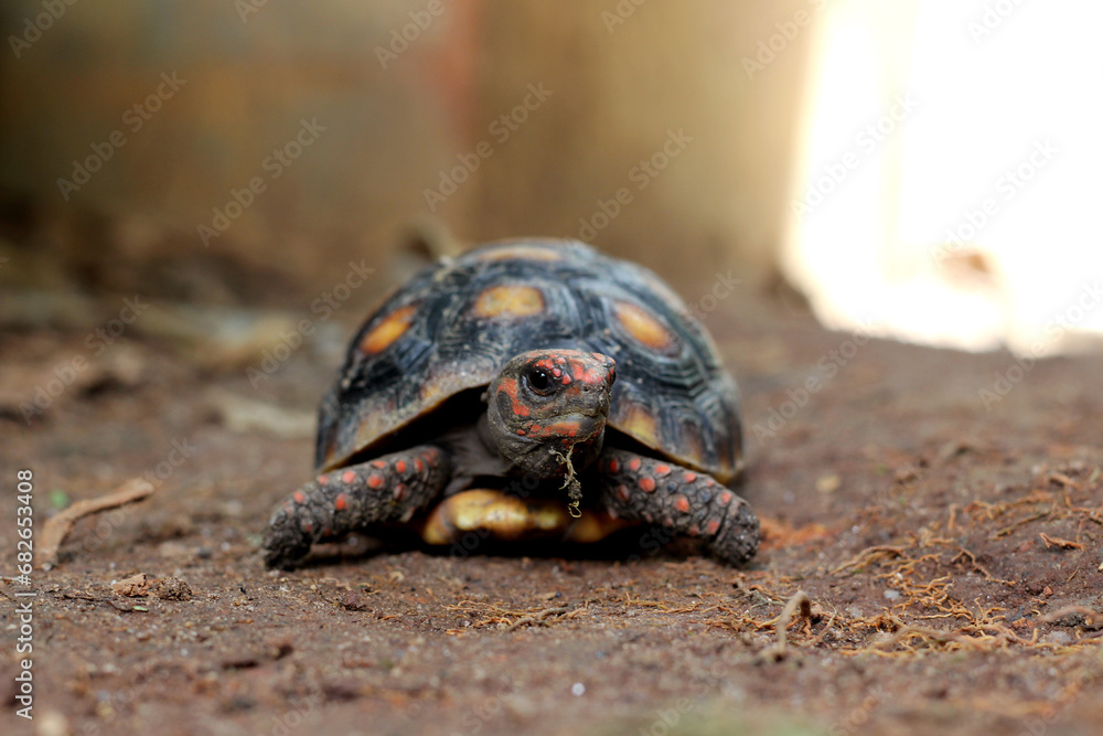 Fototapeta premium Cute small baby Red-foot Tortoise in the nature,The red-footed tortoise (Chelonoidis carbonarius) is a species of tortoise from northern South America