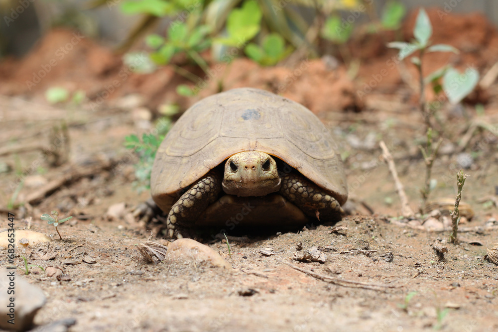 Obraz premium Elongated tortoise in the nature, Indotestudo elongata ,Tortoise sunbathe on ground with his protective shell ,Tortoise from Southeast Asia and parts of South Asia ,High yellow Tortoise