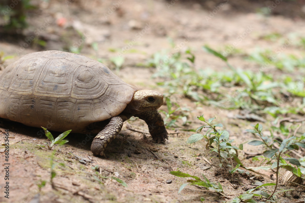 Obraz premium Elongated tortoise in the nature, Indotestudo elongata ,Tortoise sunbathe on ground with his protective shell ,Tortoise from Southeast Asia and parts of South Asia ,High yellow Tortoise