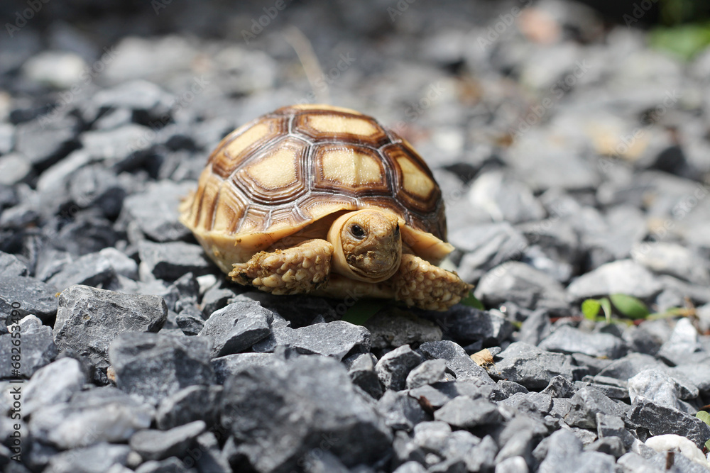 Obraz premium African Sulcata Tortoise Natural Habitat,Close up African spurred tortoise resting in the garden, Slow life ,Africa spurred tortoise sunbathe on ground with his protective shell ,Beautiful Tortoise