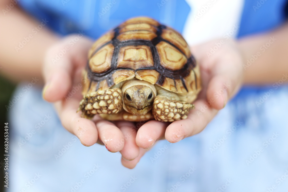 African Sulcata Tortoise Natural Habitat,Close up African spurred tortoise resting in the garden, Slow life ,Africa spurred tortoise sunbathe on ground with his protective shell ,Beautiful Tortoise
African Sulcata Tortoise Natural Habitat,Close up African spurred tortoise resting in the garden, Slow life ,Africa spurred tortoise sunbathe on ground with his protective shell ,Beautiful Tortoise