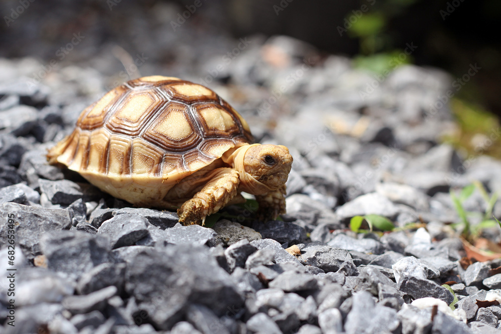 Obraz premium African Sulcata Tortoise Natural Habitat,Close up African spurred tortoise resting in the garden, Slow life ,Africa spurred tortoise sunbathe on ground with his protective shell ,Beautiful Tortoise
