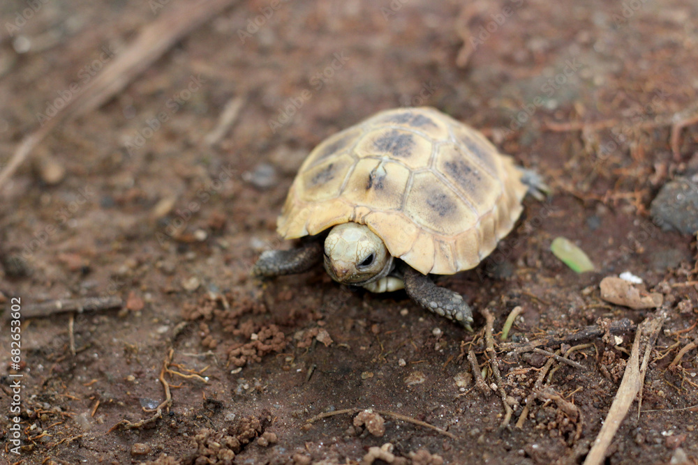 Elongated tortoise in the nature, Indotestudo elongata ,Tortoise sunbathe on ground with his protective shell ,Tortoise from Southeast Asia and parts of South Asia ,High yellow Tortoise Elongated tortoise in the nature, Indotestudo elongata ,Tortoise sunbathe on ground with his protective shell ,Tortoise from Southeast Asia and parts of South Asia ,High yellow Tortoise