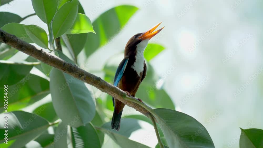 White Throat Kingfisher perched on tree at Hampstead Wetlands Park, Singapore White Throat Kingfisher perched on tree at Hampstead Wetlands Park, Singapore