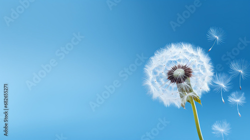 Close Up of Dandelion on The Clear Blue Sky