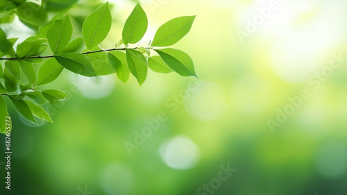 Close Up of Green Nature Leaf on Blurred Greenery Under Sunlight Background