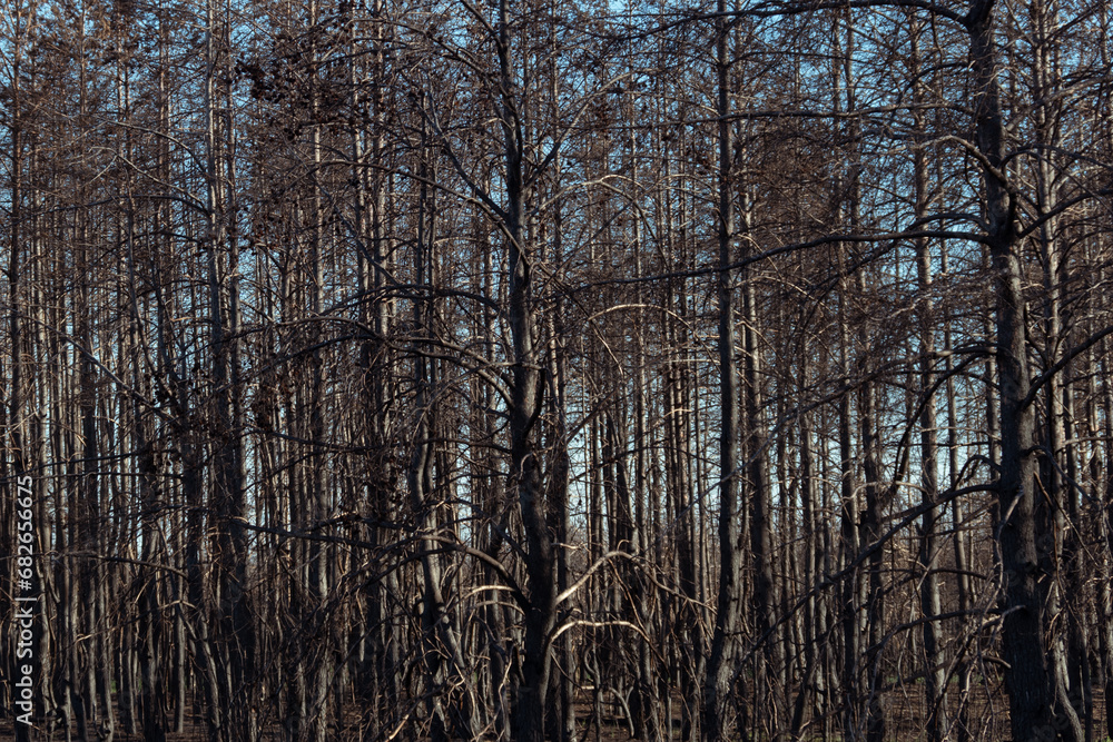 Fototapeta premium Dry lifeless trees after a fire. The dead forest. Black trunks and branches of trees. Environmental disaster. Environmental problem