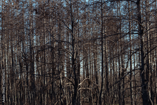 Dry lifeless trees after a fire. The dead forest. Black trunks and branches of trees. Environmental disaster. Environmental problem