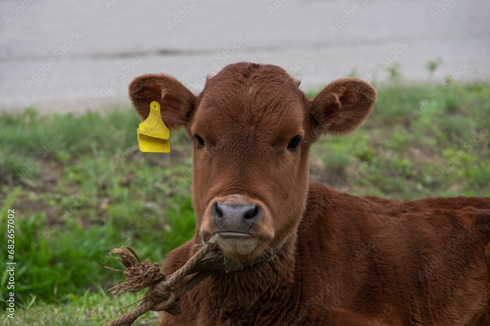 A brown little calf lying on the grass. Yellow labels of the owner in the ears of the cow. A calf tied by a rope. Cattle breeding