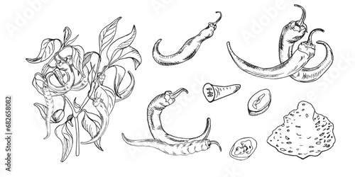 Set with graphic chili hot peppers illustration isolated on white background. Hand drawn ink plant of hot pepper. Vector hot pepper powder black white line. Design element for wrapping, menu, package