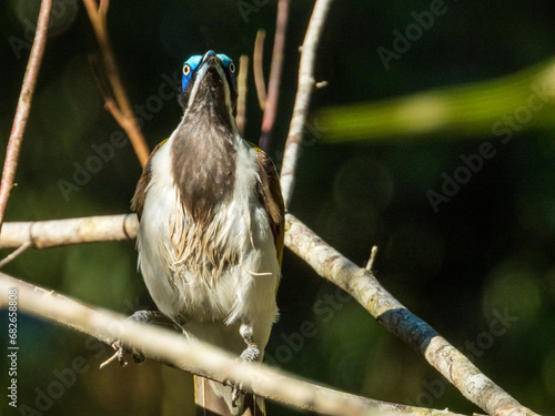 Blue-faced Honeyeater in Queensland Australia photo