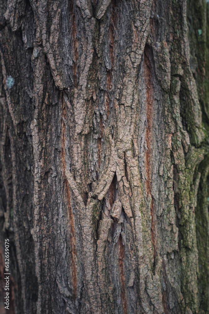tree trunk with moss in the woods, forrest background texture tree trunk with moss in the woods, forrest background texture