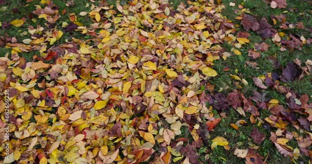 hornbeam trees in autumn, hornbeam in autumn in cloudy weather hornbeam trees in autumn, hornbeam in autumn in cloudy weather