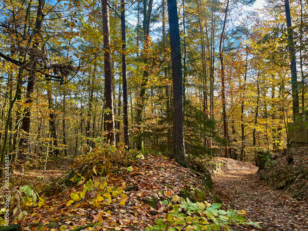 Obraz premium Warm autumn forest landscape with rich autumn colours and warm rays of sunshine in fall season 