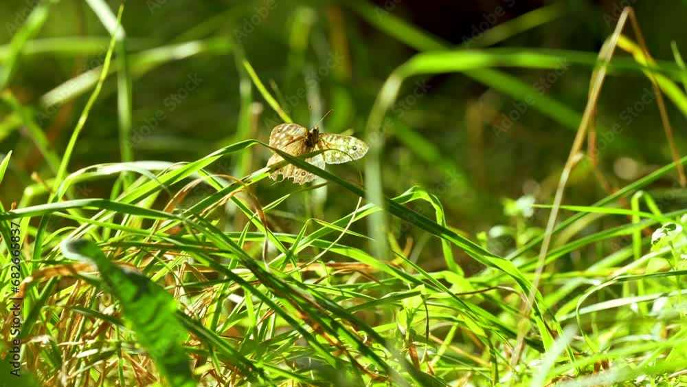 Butterfly perched on grass in a sunny natural environment. Butterfly perched on grass in a sunny natural environment.