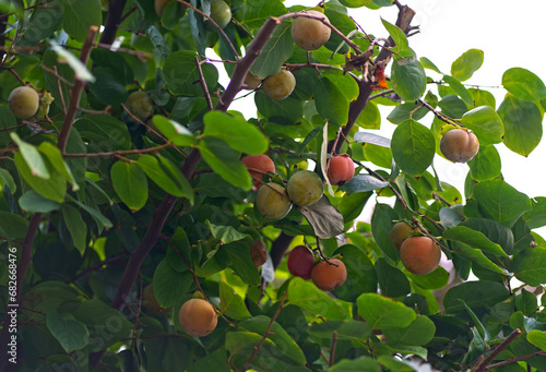 Persimmons growing on a tree in the bright morning sunshine at . Blue skies provide the background.