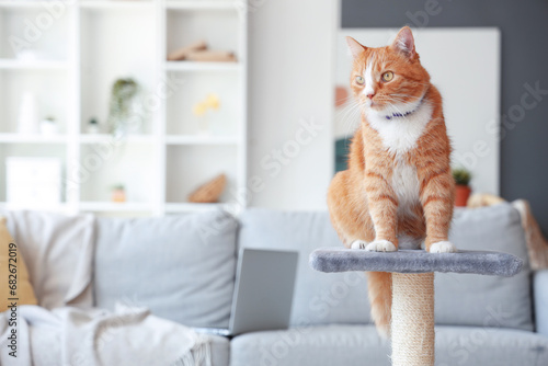 Cute cat on scratching post at home photo