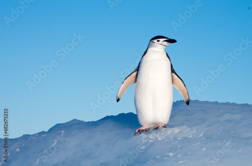 Solitary penguin standing on ice with blue sky