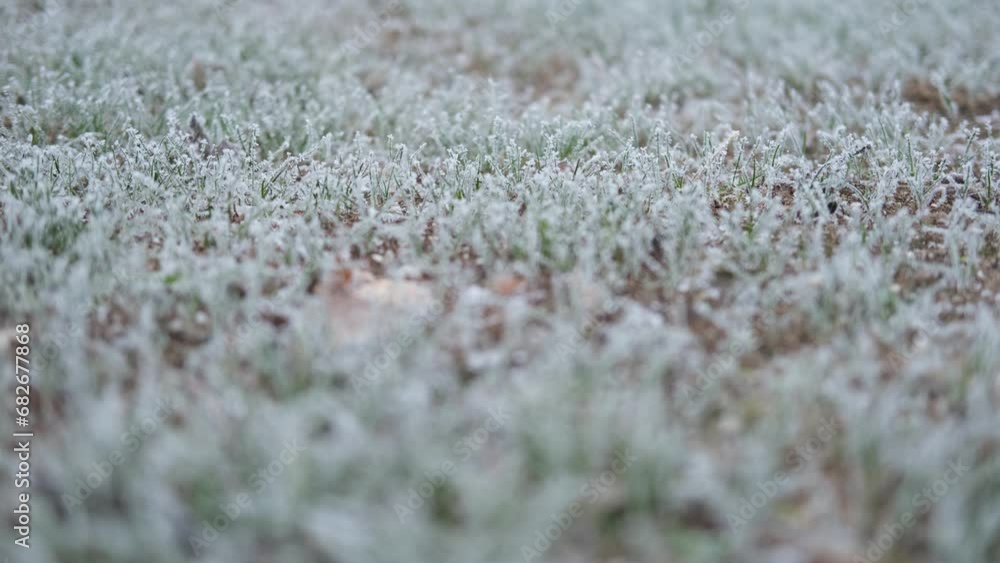 Frozen grass. Winter background, morning frost on the grass with copy space. Cold season, springtime. Mowed lawn covered with ice and hoarfrost. Green grass freezes with pieces of snow on the field Frozen grass. Winter background, morning frost on the grass with copy space. Cold season, springtime. Mowed lawn covered with ice and hoarfrost. Green grass freezes with pieces of snow on the field