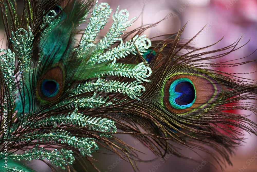 Obraz premium Peacock tail close-up. Peacock feathers
