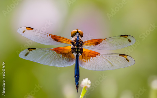 Whimsical Encounter, Dragonfly Ballet Amidst Wildflower Bliss