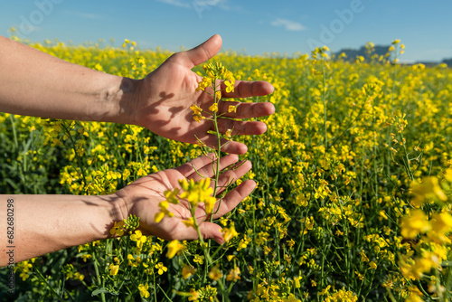 Canola flowers being held in human hand on oilseed feeld background photo