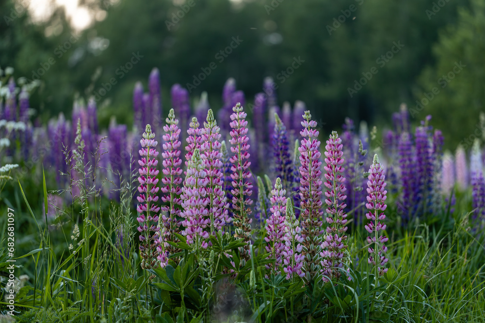 Obraz premium Lupine flowers in a foggy field during sunset in the Moscow region