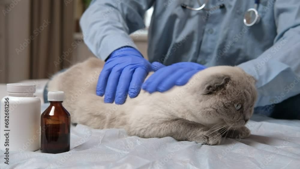 Cat veterinarian checkup. Veterinar examines a cat, drips drop from