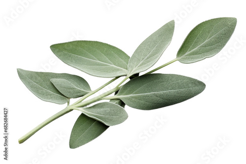 Sage Leaf in Isolation on a transparent background