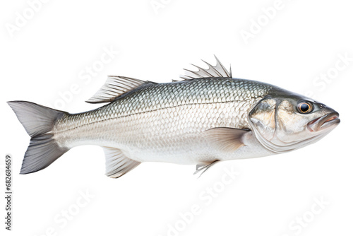Sea Bass in Isolation on a transparent background